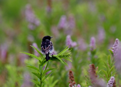 ノビタキ♂1626 - コピー