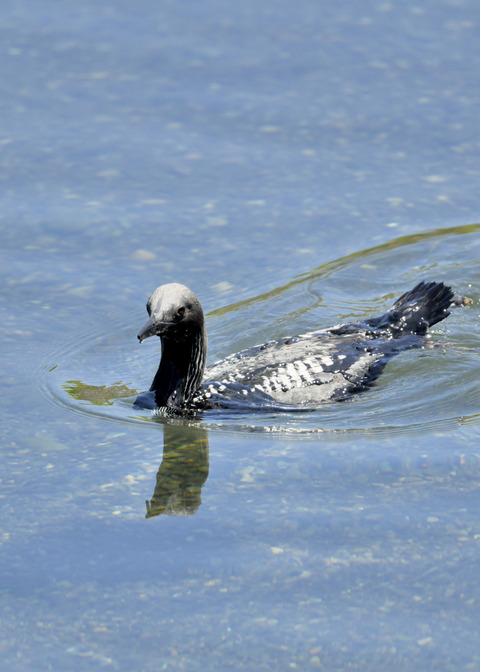 シロエリオオハム夏羽8891