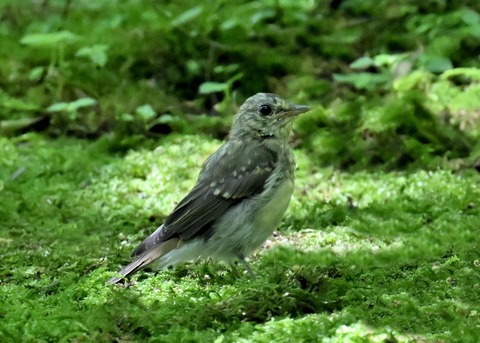 キビタキ幼鳥5813