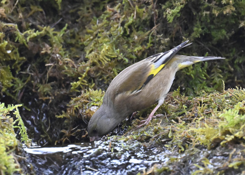 オオカワラヒワ7635