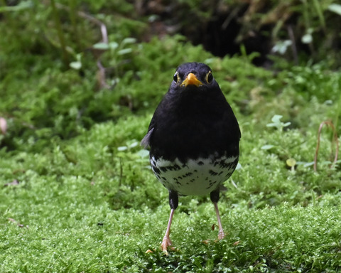 クロツグミ♂5816-1