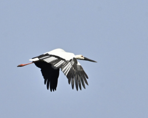 飛ぶコウノトリ8508