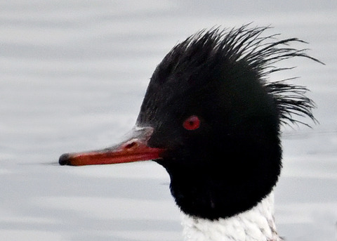 ウミアイサ♂6167