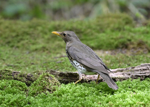 クロツグミ♀0558