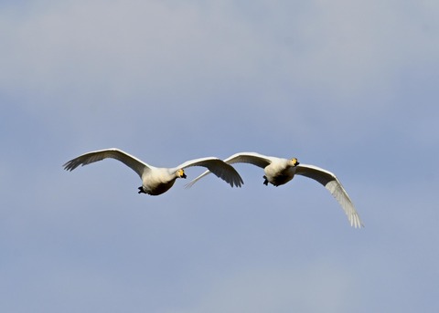 オオハクチョウ2145