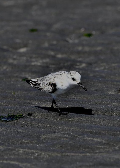 ミユビシギ夏羽→冬羽9212