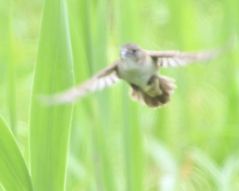 飛ぶオオセッカ8378