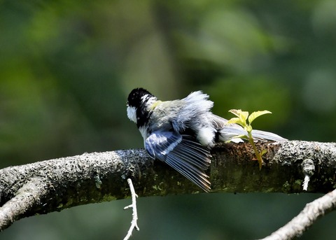 シジュウカラ0928