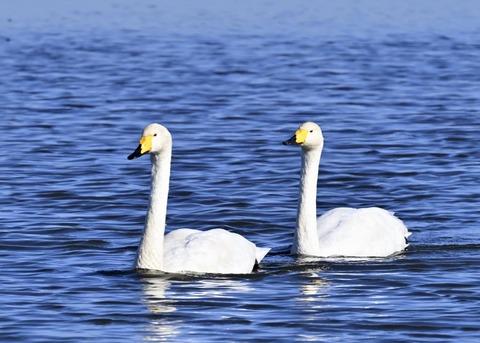 オオハクチョウ5140