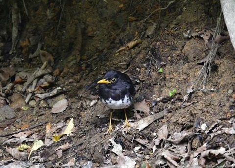 クロツグミ♂0447