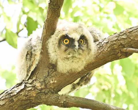 トラフズクの雛①2274