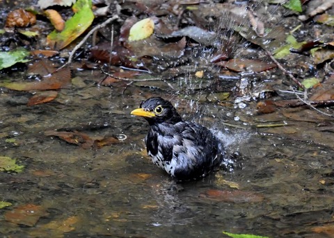 クロツグミ♂7587