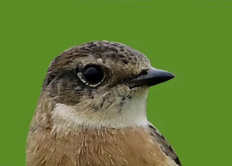 ノビタキ♀9002