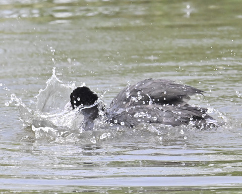 オオバンの水浴び7285