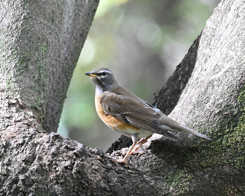 マミチャジナイ4267