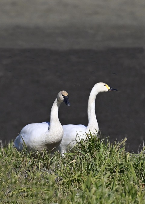 アメリカコハクチョウ4508