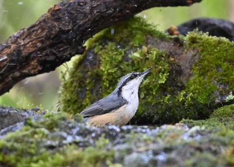 ゴジュウカラ4129