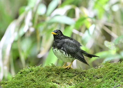 クロツグミ♂0173