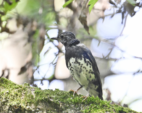 マミジロ♂幼鳥3278