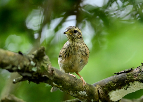 ホオジロ幼鳥3193