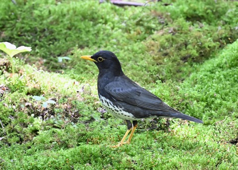 クロツグミ♂4541