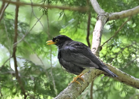 クロツグミ♂5145