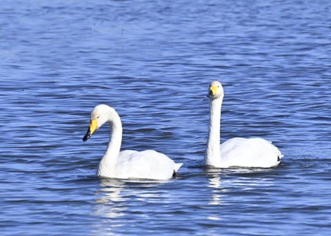 オオハクチョウ5154