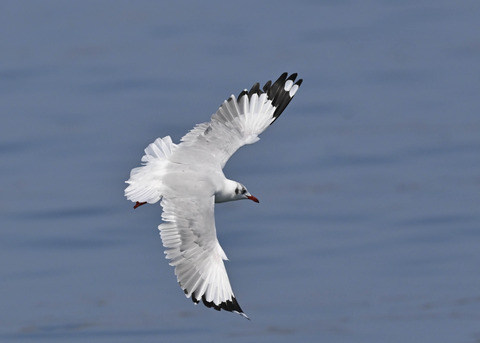 チャガシラカモメ3352