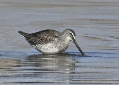 オオハシシギ2549