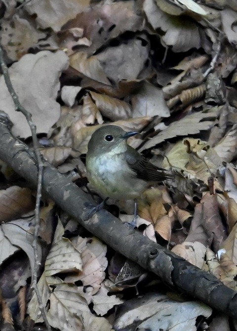 キビタキ♀4710