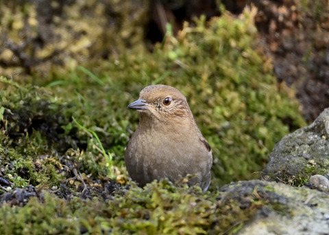 カヤクグリ6382