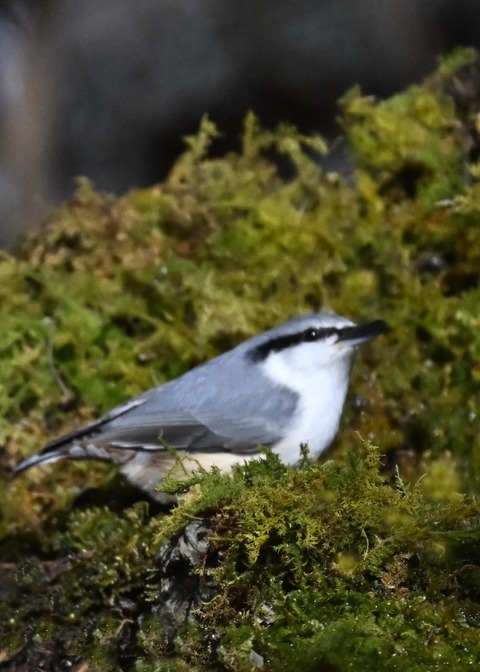 ゴジュウカラ6716