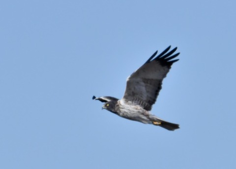 チュウヒ大陸型0109