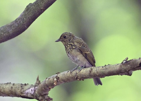 オオルリ♀幼鳥1306