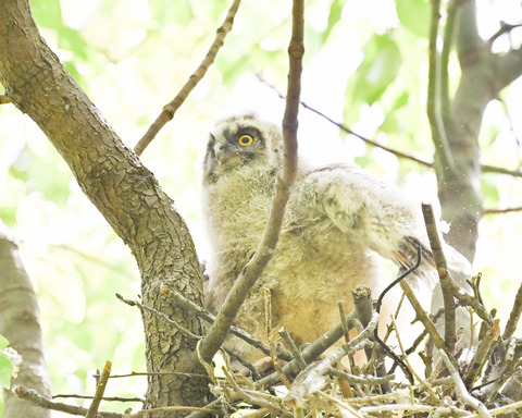 トラフズクのひな②2803