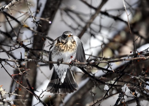 ノハラツグミ3691