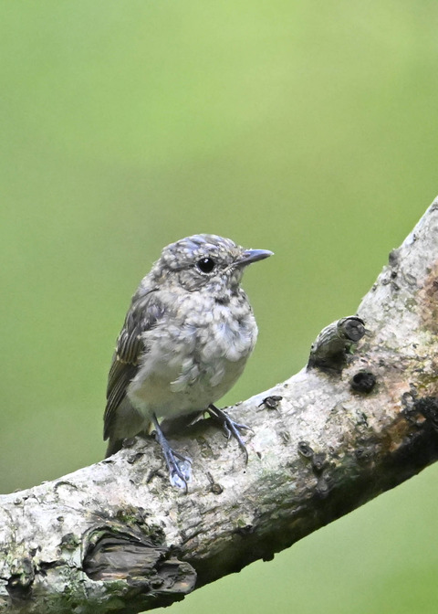 キビタキ幼鳥2123