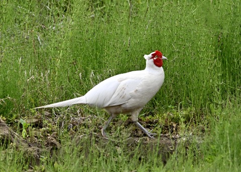 キジ♂白化1401