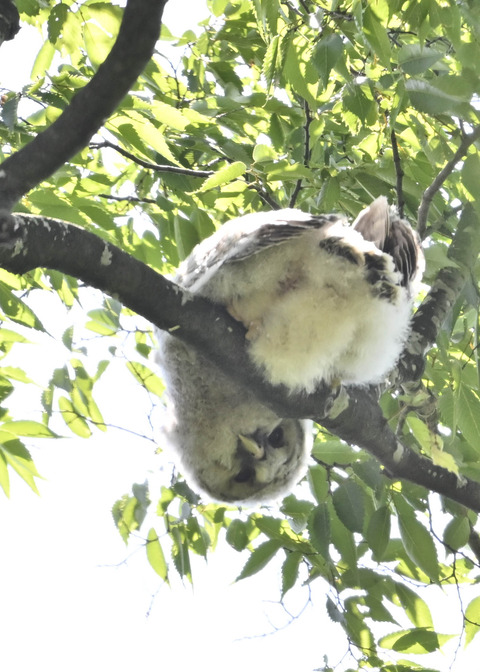 フクロウのヒナ6794