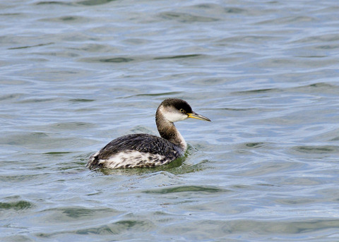 アカエリカイツブリ冬羽7508