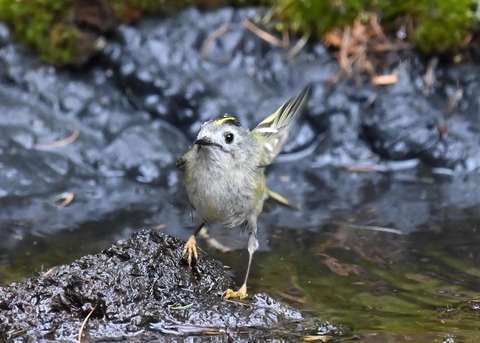 キクイタダキ♀1049