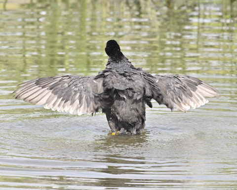 オオバンの水浴び7412