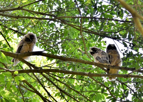 トラフズクのヒナ①②③5283