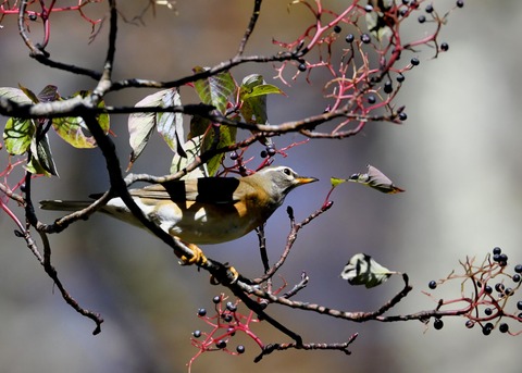 マミチャジナイ2774