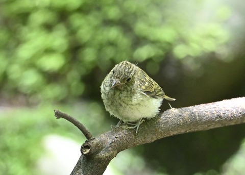キビタキ幼鳥3460