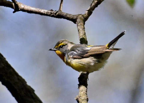 キビタキ♂第一回夏羽3436