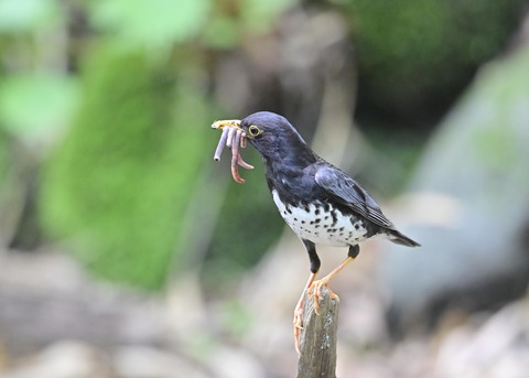 クロツグミ♂8477