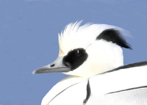 ミコアイサ♂4000