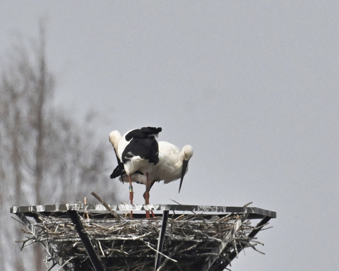 コウノトリのペアー6679