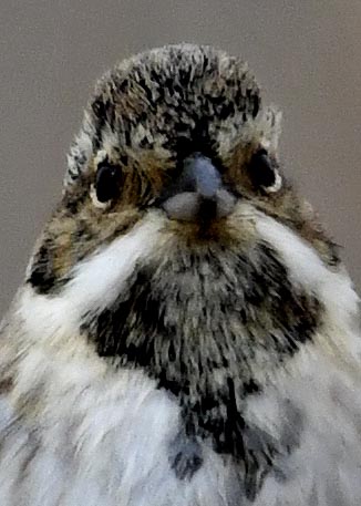 オオジュリン♂0704